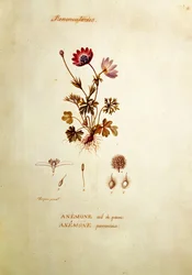 Anemone